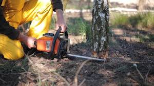 Best Tree Maintenance Programs  in Encinitas, CA